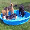 Pool Play Time