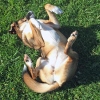 Dog Rolling in the Grass