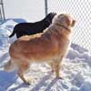 Two Dogs in the Snow