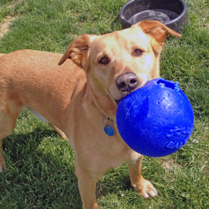 Dog playing with ball